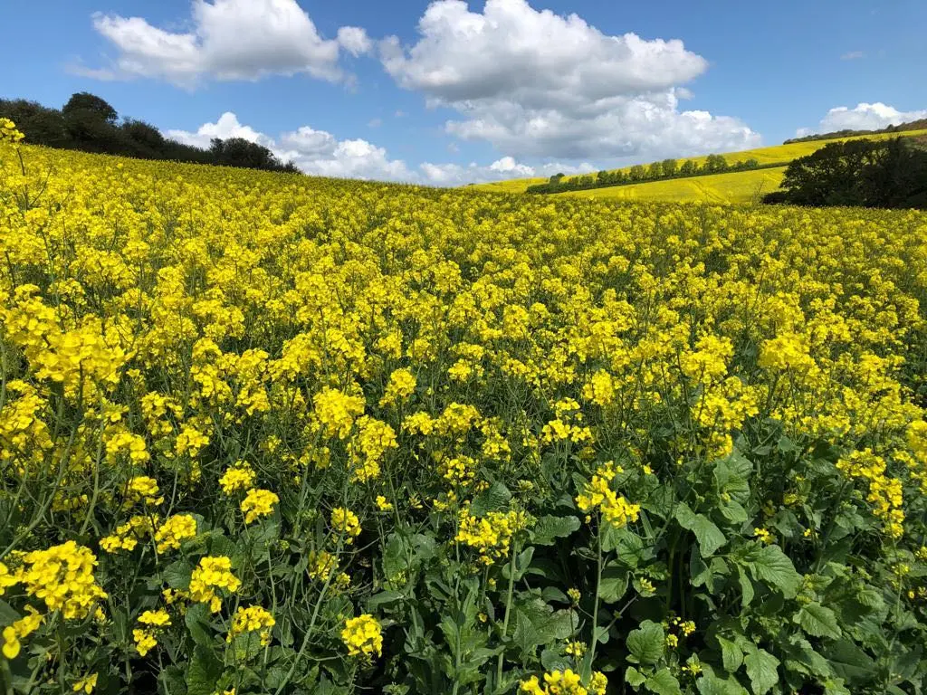 Domki letniskowe Kopalino, Domki nad morzem Lubiatowo, Apartamenty, Pokoje na wynajem